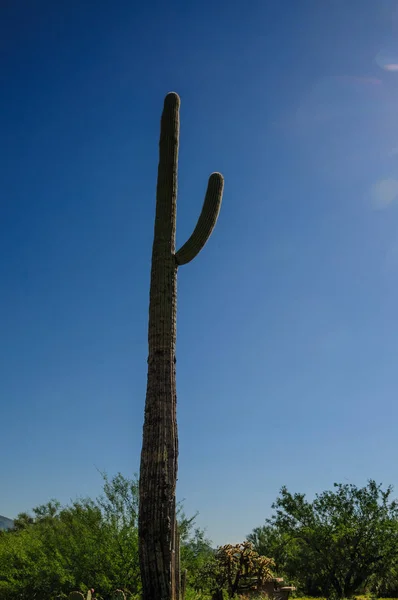 Γίγαντας Saguaro στο νότιο Arizon — Φωτογραφία Αρχείου