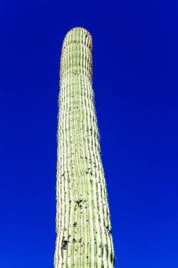 Dev Saguaro Güney Arizon