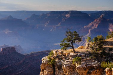 Büyük Kanyon Güney kenarında ağaçta.