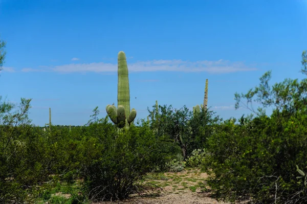 Γίγαντας Saguaro στο νότιο Arizon — Φωτογραφία Αρχείου