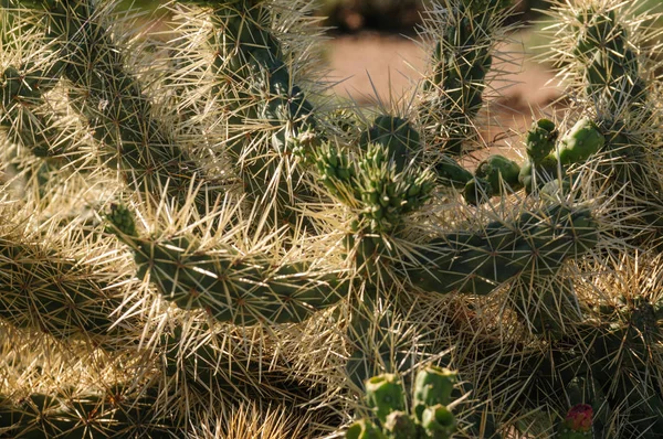 Γίγαντας Saguaro στο νότιο Arizon — Φωτογραφία Αρχείου