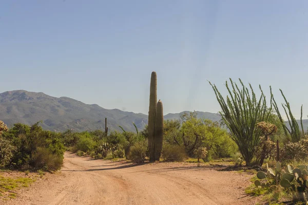 Dev Saguaro Güney Arizon