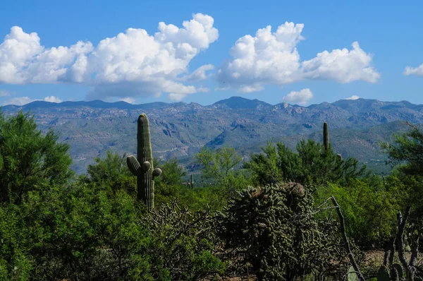 Saguaro gigante nell'Arizon meridionale — Foto Stock