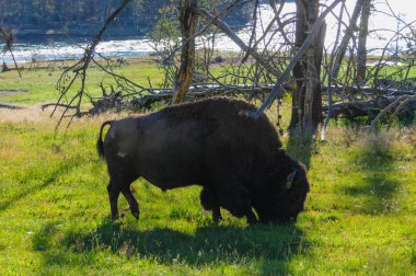 Yellowstone'da Amerikan bizonu