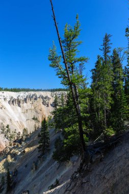 Sana bir nehir kıyısındaki büyüyen