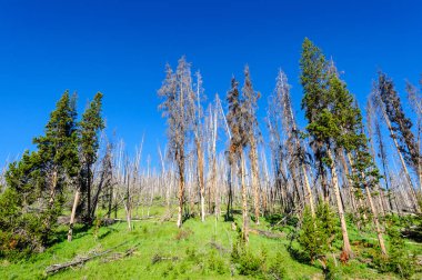yellowstone içinde ağaçlar