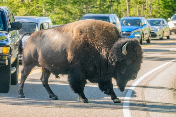 Bison átkelés az úton — Stock Fotó