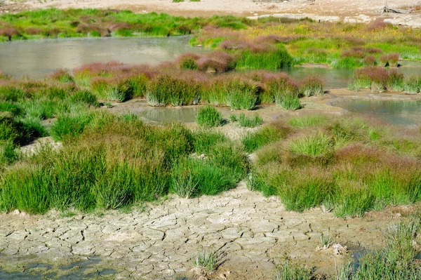 Çimen çamur yanardağ yakınlarında