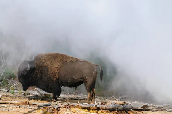 Amerikai bölény a Yellowstone — Stock Fotó