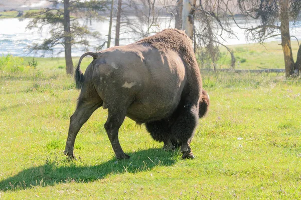 Yellowstone'da Amerikan bizonu