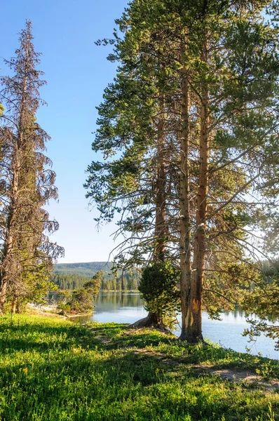 Trees in Yellowstone — Stock Photo, Image