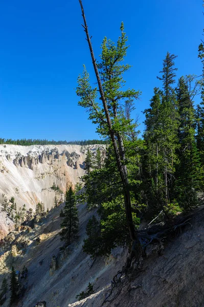 Sana bir nehir kıyısındaki büyüyen