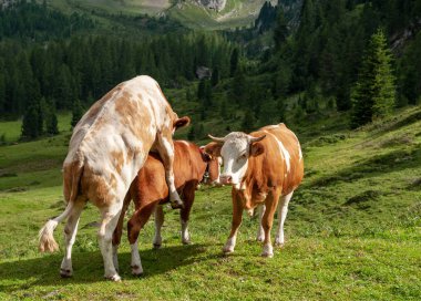 Alpler'de otlayan inekler