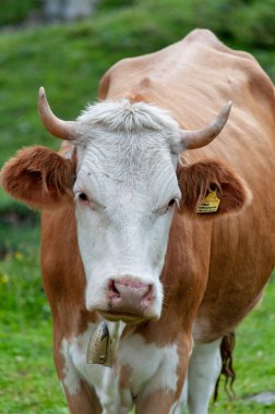 Alpler'de otlayan inekler