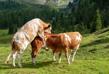 Alpler'de otlayan inekler