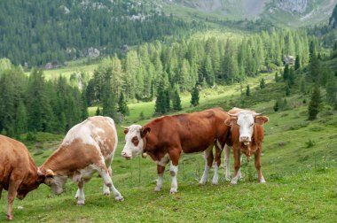 Alpler'de otlayan inekler