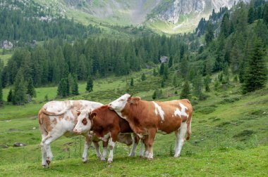 Alpler'de otlayan inekler