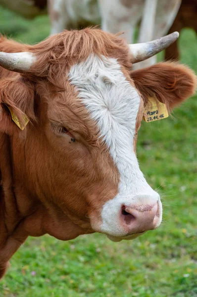 Vacas pastando nos Alpes — Fotografia de Stock