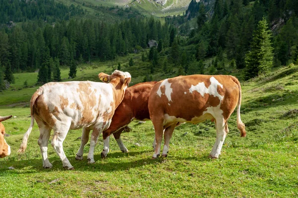 Pâturage des vaches dans les Alpes — Photo