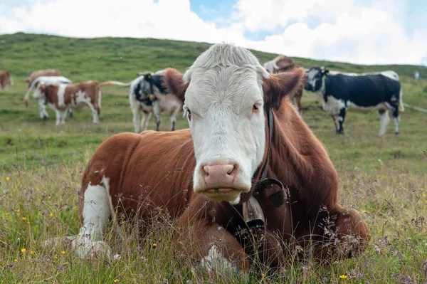 Vaca branca vermelha suíça, pastando nos Alpes italianos — Fotografia de Stock