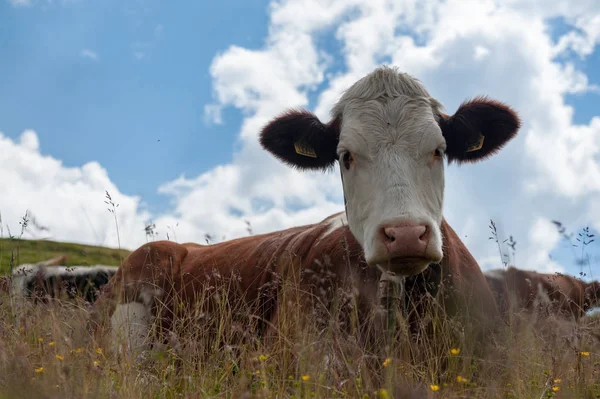 Vaca branca vermelha suíça, pastando nos Alpes italianos — Fotografia de Stock