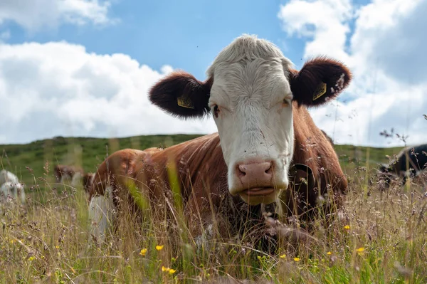 Vaca branca vermelha suíça, pastando nos Alpes italianos — Fotografia de Stock