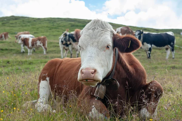 Vaca branca vermelha suíça, pastando nos Alpes italianos — Fotografia de Stock