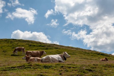 İsviçre kırmızı beyaz İtalyan Alpler'de otlayan inekler,