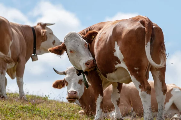 Suíços Vacas Brancas Vermelhas, pastando nos Alpes Italianos — Fotografia de Stock