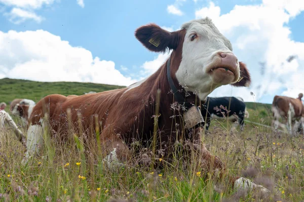 Vaca branca vermelha suíça, pastando nos Alpes italianos — Fotografia de Stock