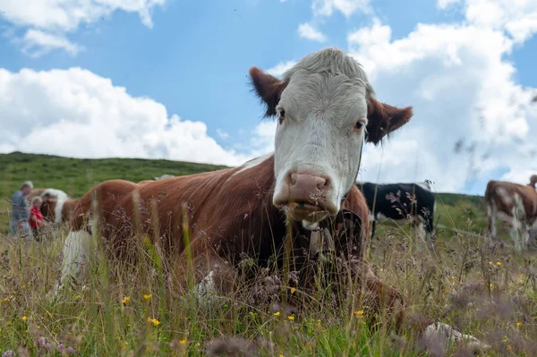 Vaca branca vermelha suíça, pastando nos Alpes italianos — Fotografia de Stock