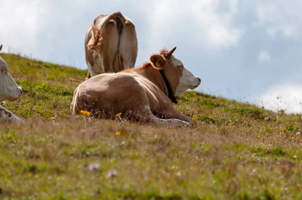 Suíços Vacas Brancas Vermelhas, pastando nos Alpes Italianos — Fotografia de Stock