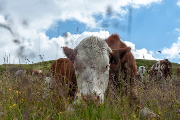 Vaca branca vermelha suíça, pastando nos Alpes italianos — Fotografia de Stock