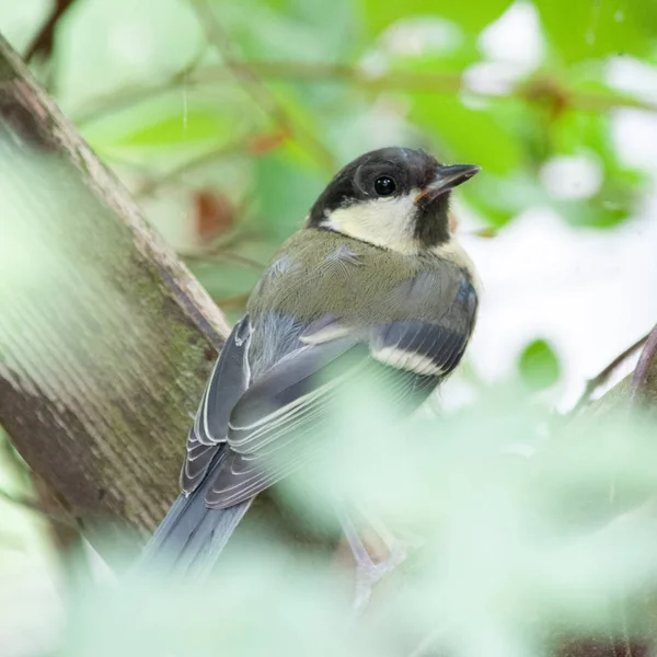 Egy Nagy Cici Parus Major Között Levelek Nyugalmi — Stock Fotó