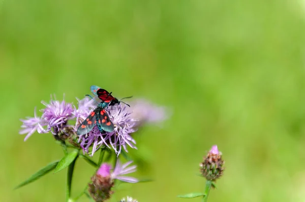 Moth de Burnet à six taches, Zygaena Filipendulae, sur Knapweed — Photo