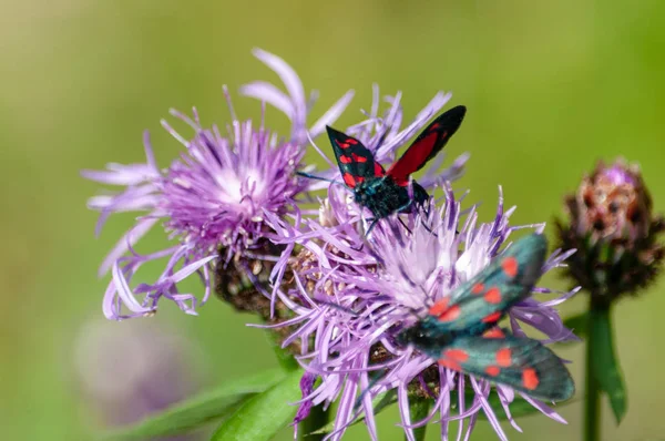 Sechsfleckige Kreuzotter, zygaena filipendulae, auf Ranunkeln — Stockfoto