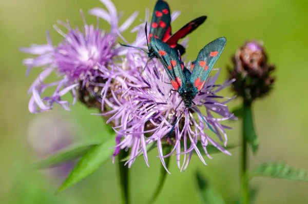 Polilla Burnet de seis manchas, Zygaena Filipendulae, en Knapweed —  Fotos de Stock