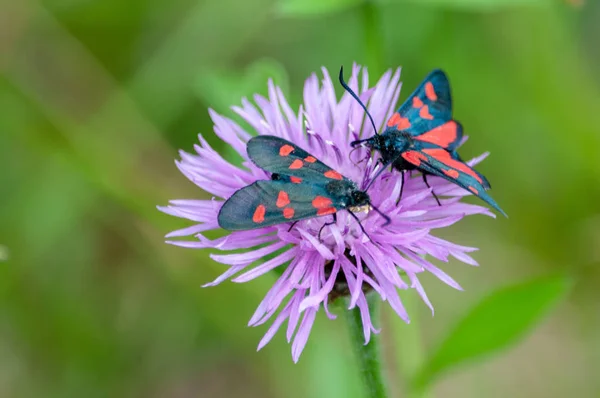 Moth de Burnet à six taches, Zygaena Filipendulae, sur Knapweed — Photo