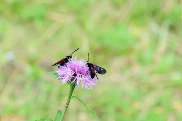 Moth de Burnet à six taches, Zygaena Filipendulae, sur Knapweed — Photo