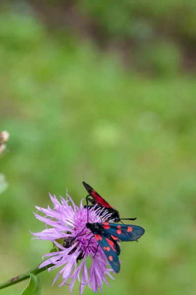 Polilla Burnet de seis manchas, Zygaena Filipendulae, en Knapweed — Foto de Stock