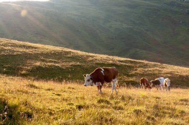Tarlada otlayan bir inek.
