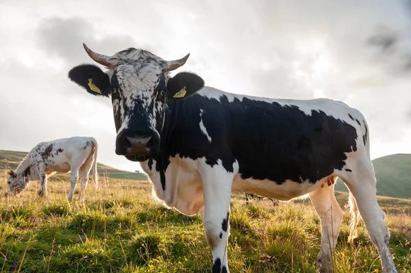 Vaca bruxa nas Dolomitas — Fotografia de Stock