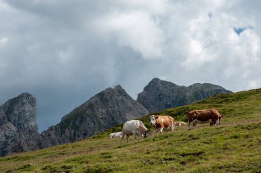 İsviçre kırmızı beyaz İtalyan Alpler'de otlayan inekler,