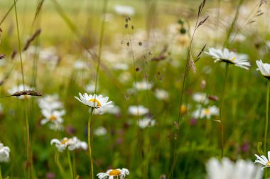 Lago Misurina İtalyan Dolomites içinde
