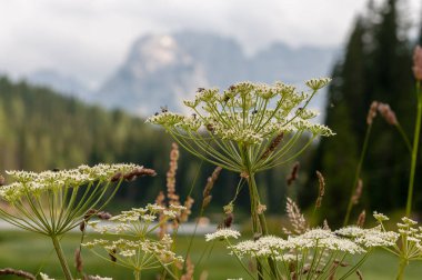 Lago Misurina İtalyan Dolomites içinde