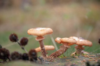 Mantar bir grup yakın çekim