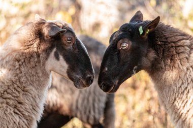 Haether Zeegse, Hollanda'nın Kuzey yamaçlarından yakınındaki Drenthse Aa alanda otlayan koyun sürüsü. 2018 yılında bir sonbahar öğleden sonra gelen görüntü.