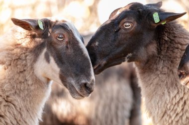 Drenthe içinde Haether koyun otlatma