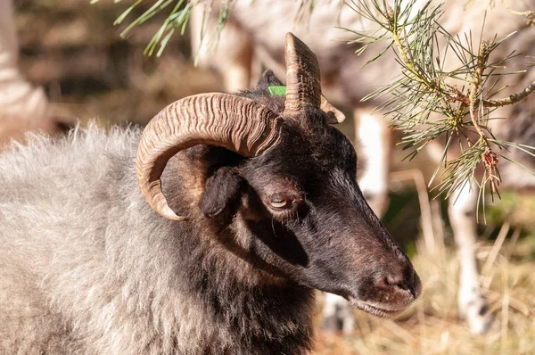 Grazing Haether Ovelhas em Drenthe — Fotografia de Stock