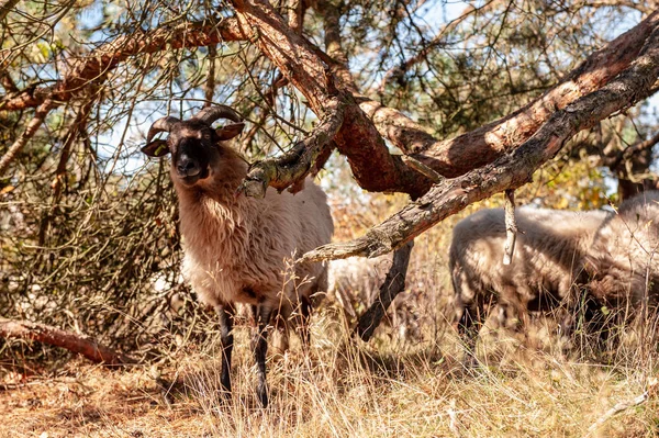 Besättning Haether Fårbete Området Drenthse Nära Staden Zeegse Moorlandsna Norra — Stockfoto